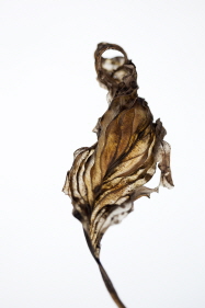 Philippe H. Claudel_프랑스